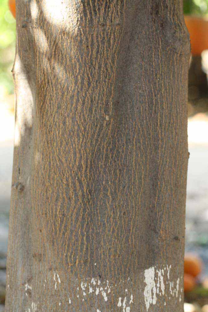            Bark (Riverside, CA)   